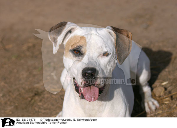 American Staffordshire Terrier Portrait / SS-01476