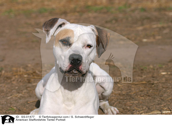 American Staffordshire Terrier Portrait / SS-01477