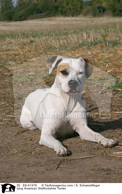 lying American Staffordshire Terrier / SS-01478