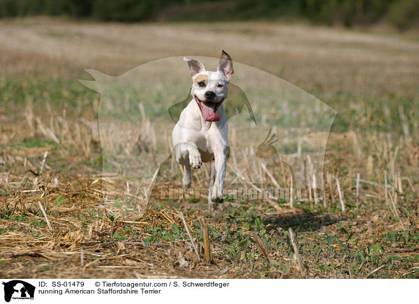 running American Staffordshire Terrier / SS-01479
