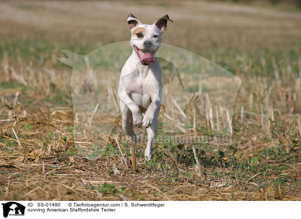 running American Staffordshire Terrier / SS-01480