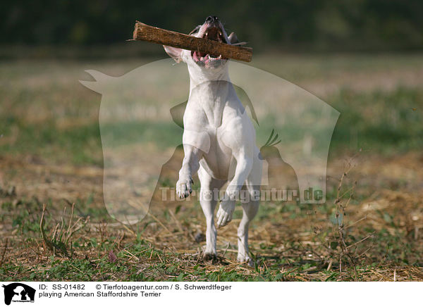 playing American Staffordshire Terrier / SS-01482