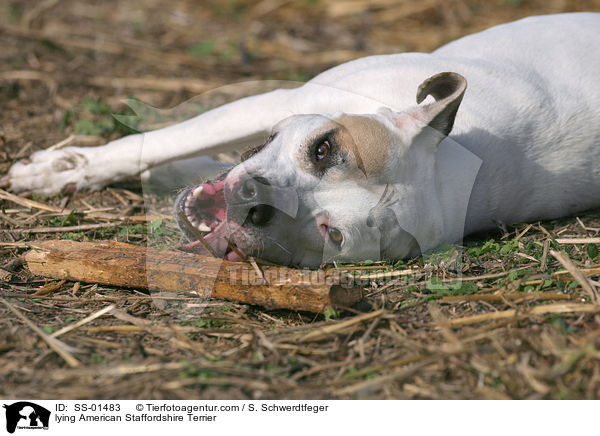 lying American Staffordshire Terrier / SS-01483