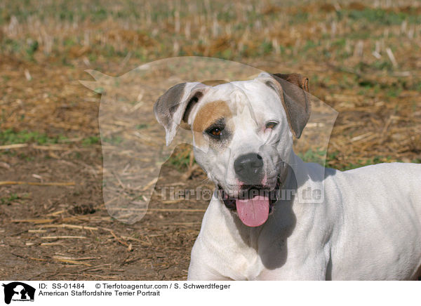 American Staffordshire Terrier Portrait / SS-01484