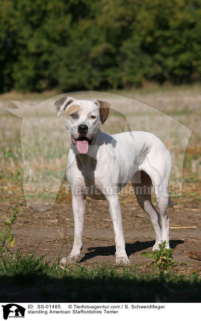 standing American Staffordshire Terrier / SS-01485