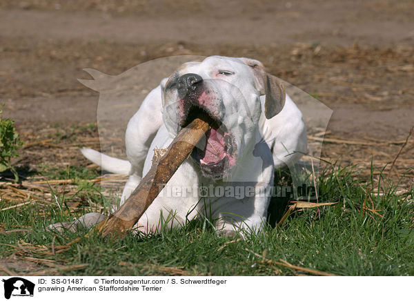 gnawing American Staffordshire Terrier / SS-01487