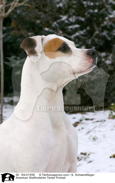 American Staffordshire Terrier Portrait / SS-01558