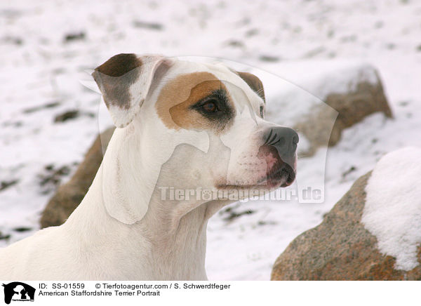 American Staffordshire Terrier Portrait / SS-01559