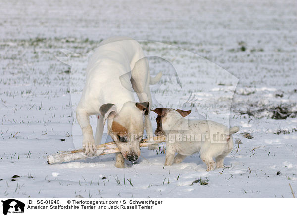 American Staffordshire Terrier  and Jack Russell Terrier / SS-01940