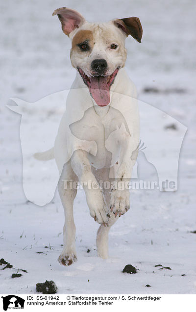 running American Staffordshire Terrier / SS-01942