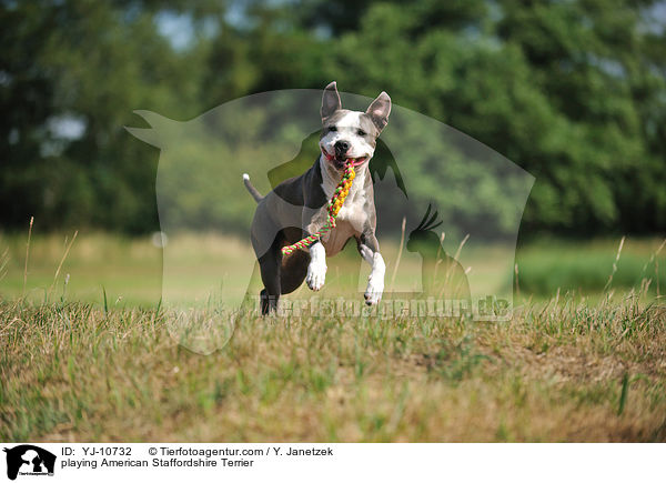 playing American Staffordshire Terrier / YJ-10732