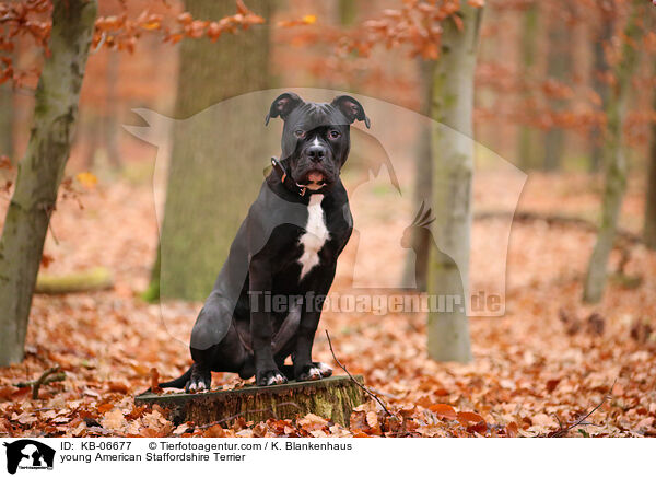 young American Staffordshire Terrier / KB-06677