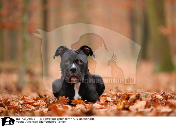 young American Staffordshire Terrier / KB-06678