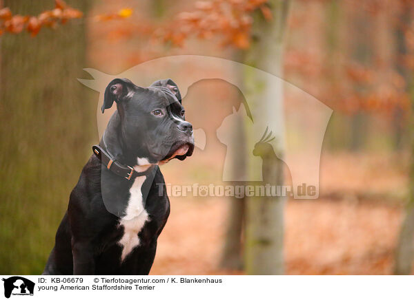 young American Staffordshire Terrier / KB-06679