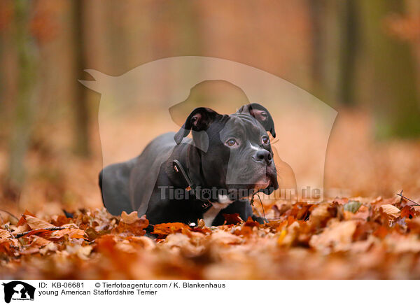 young American Staffordshire Terrier / KB-06681