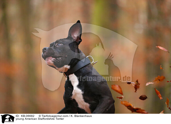 young American Staffordshire Terrier / KB-06682