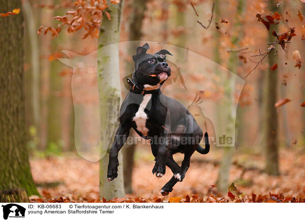 young American Staffordshire Terrier / KB-06683