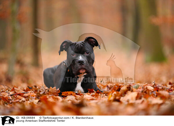 young American Staffordshire Terrier / KB-06684