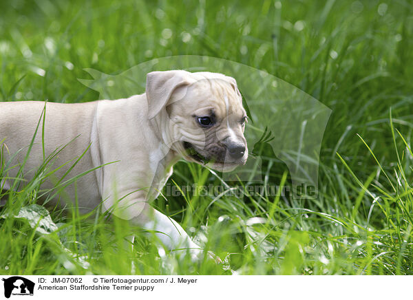 American Staffordshire Terrier puppy / JM-07062