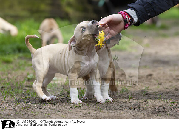 American Staffordshire Terrier puppy / JM-07063