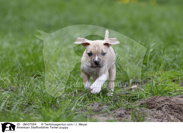American Staffordshire Terrier puppy / JM-07064