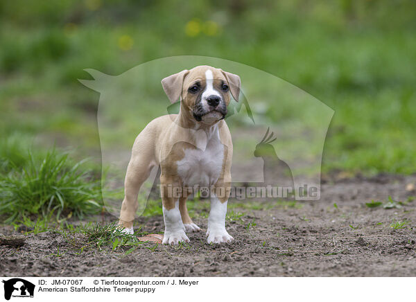 American Staffordshire Terrier puppy / JM-07067