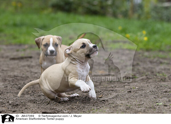 American Staffordshire Terrier puppy / JM-07069