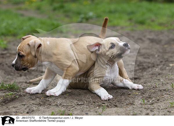 American Staffordshire Terrier puppy / JM-07070