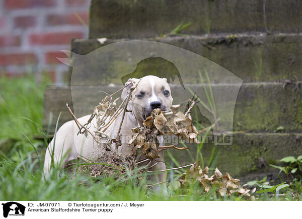 American Staffordshire Terrier puppy / JM-07071