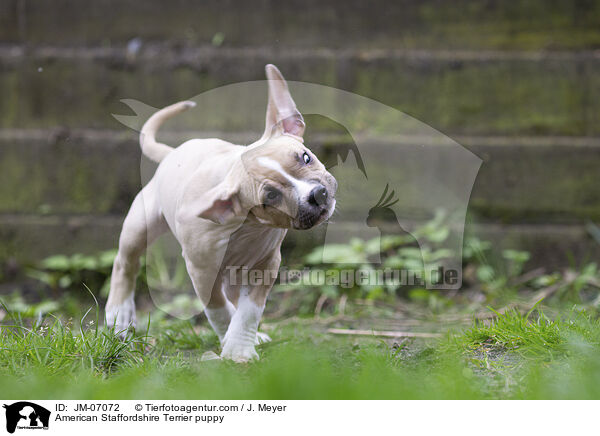 American Staffordshire Terrier puppy / JM-07072