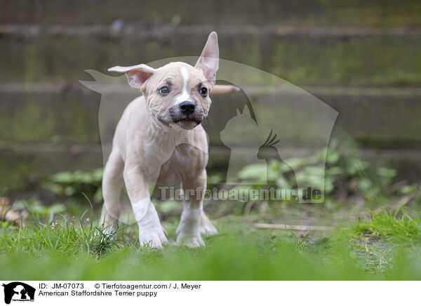 American Staffordshire Terrier puppy / JM-07073