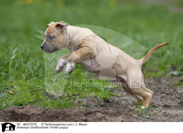 American Staffordshire Terrier puppy / JM-07076