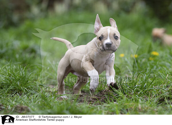 American Staffordshire Terrier puppy / JM-07077