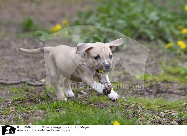 American Staffordshire Terrier puppy / JM-07080