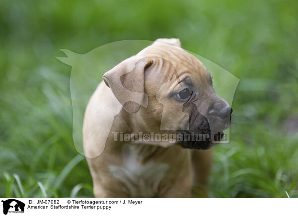 American Staffordshire Terrier puppy / JM-07082