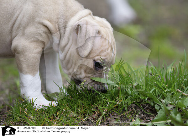 American Staffordshire Terrier puppy / JM-07083