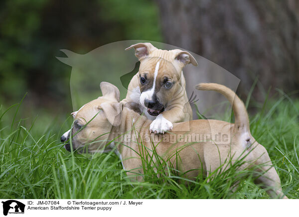 American Staffordshire Terrier puppy / JM-07084