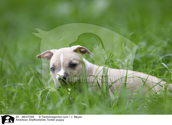 American Staffordshire Terrier puppy / JM-07086