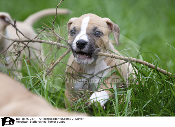 American Staffordshire Terrier puppy / JM-07087