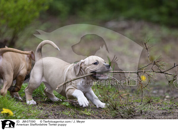 American Staffordshire Terrier puppy / JM-07090