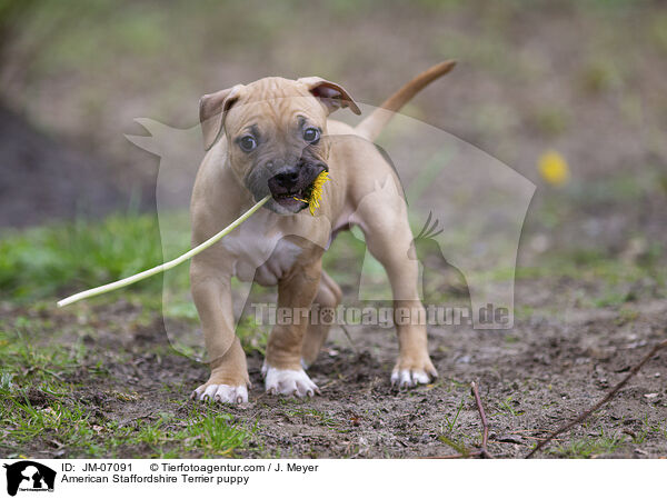 American Staffordshire Terrier puppy / JM-07091