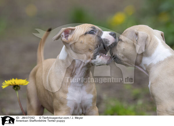 American Staffordshire Terrier puppy / JM-07092