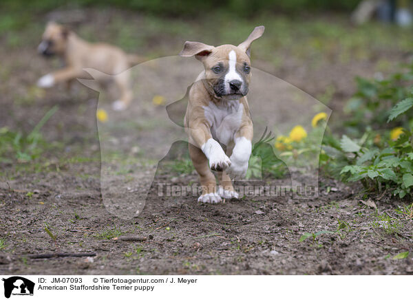 American Staffordshire Terrier puppy / JM-07093