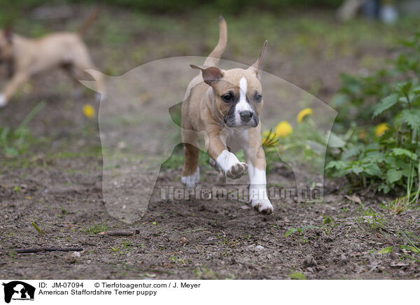 American Staffordshire Terrier puppy / JM-07094