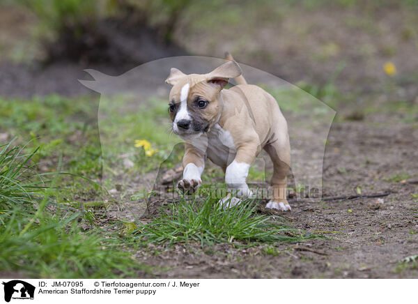 American Staffordshire Terrier puppy / JM-07095