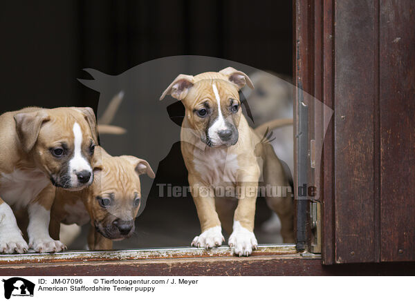 American Staffordshire Terrier puppy / JM-07096