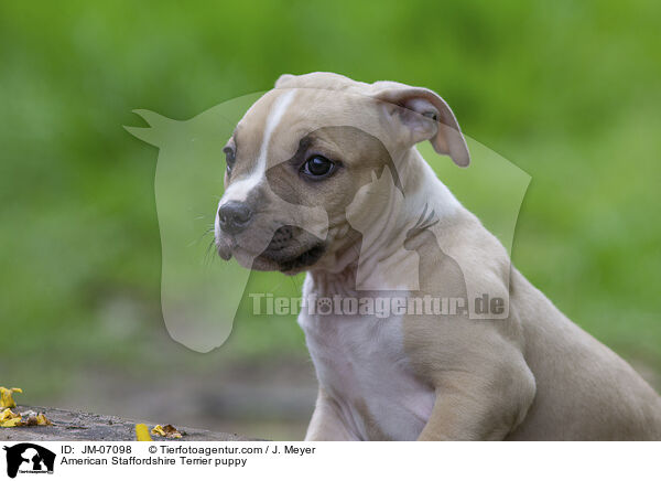 American Staffordshire Terrier puppy / JM-07098