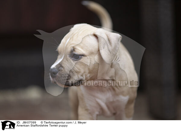 American Staffordshire Terrier puppy / JM-07099