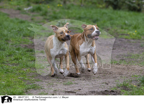 American Staffordshire Terrier / JM-07101