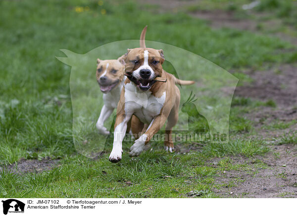 American Staffordshire Terrier / JM-07102